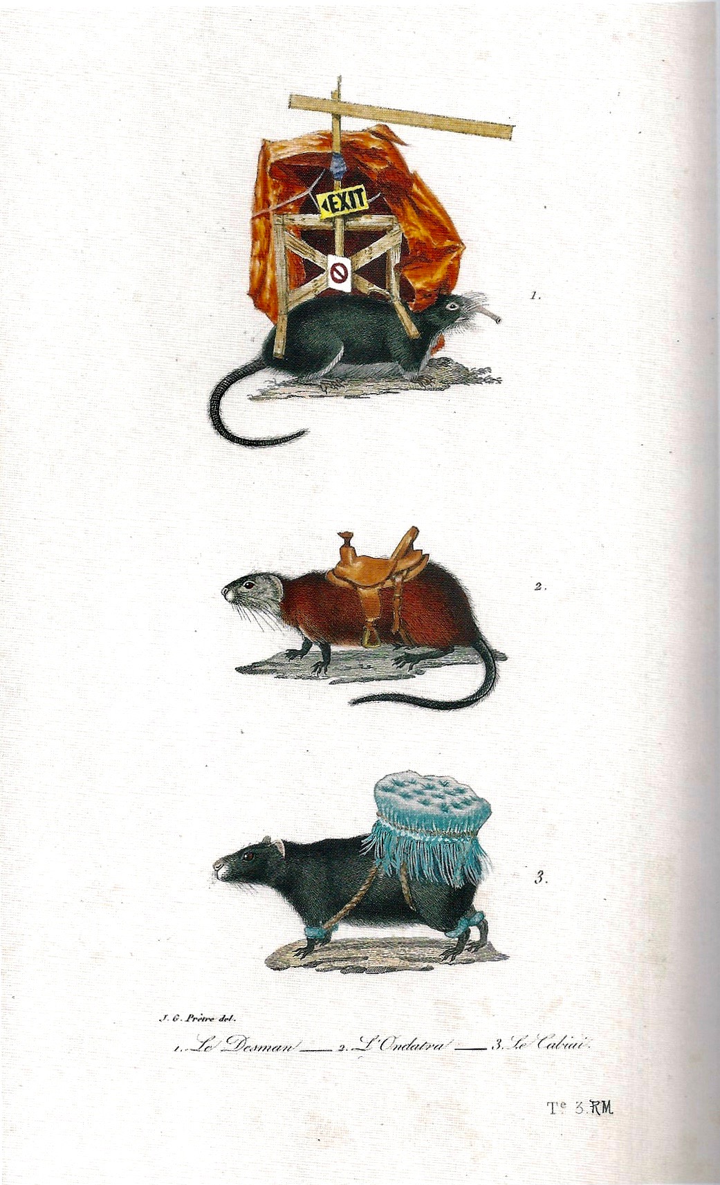 Ruth Marten, Rats, 2013, 24 x 14 cm, Watercolor on 19th Century Print