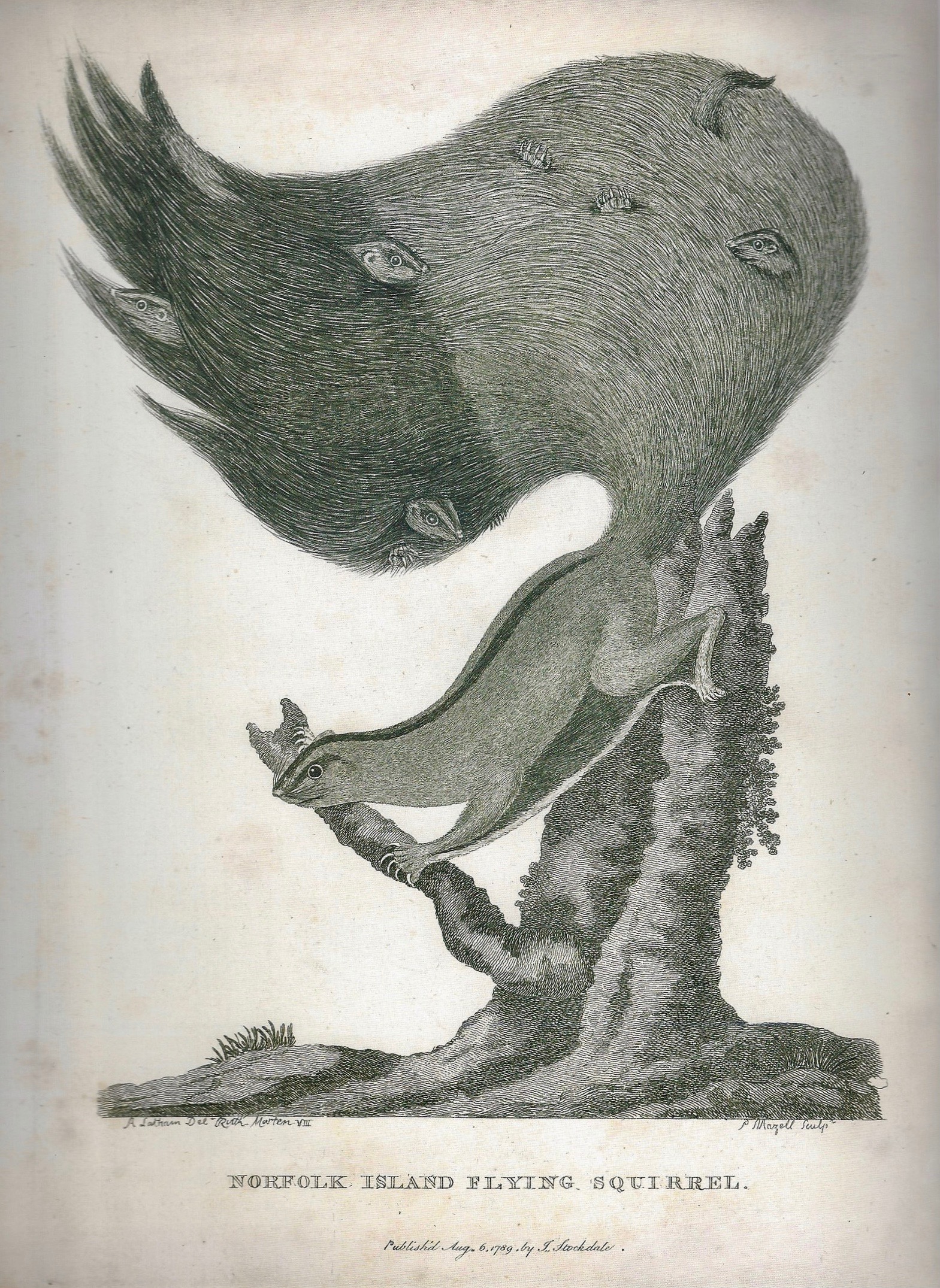 Squirrel, 2008, Ink on 18th century print, 27,5 x 20,3 cm (10,8 x 8 inches)