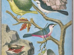 Ruth Marten Brave Birds (2011), Watercolor and Gouache on 18th Century Print, 33,6 x 20,7 cm