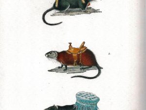 Ruth Marten, Rats, 2013, 24 x 14 cm, Watercolor on 19th Century Print