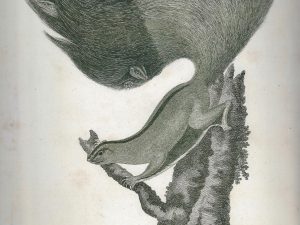 Squirrel, 2008, Ink on 18th century print, 27,5 x 20,3 cm (10,8 x 8 inches)